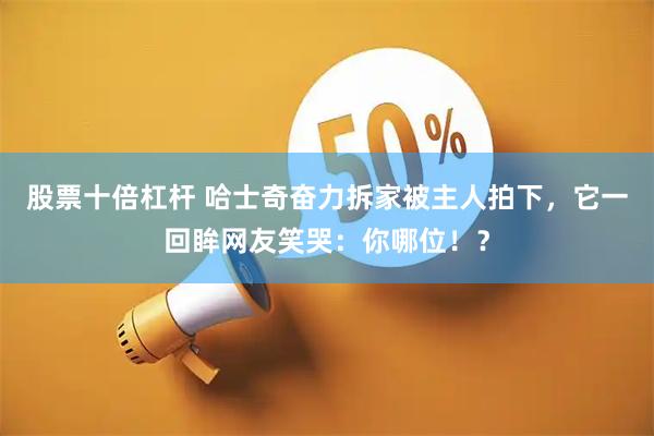 股票十倍杠杆 哈士奇奋力拆家被主人拍下,它一回眸网友笑哭:你哪位!?